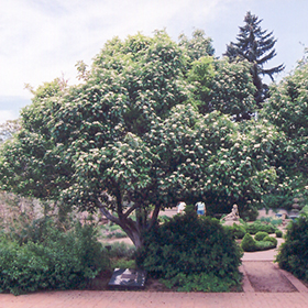 Plant Photo 7