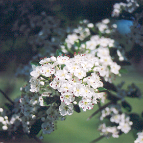 Plant Photo 1