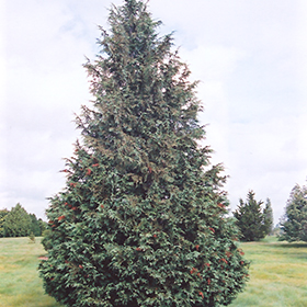 Plant Photo 5