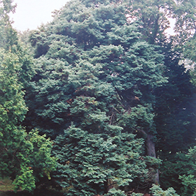 Plant Photo 9