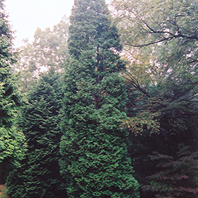 Plant Photo 2