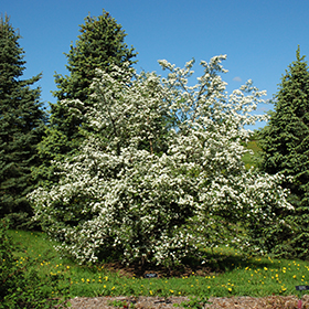 Plant Photo 10