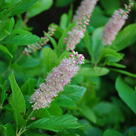 Plant Photo 9