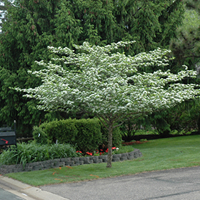 Plant Photo 2