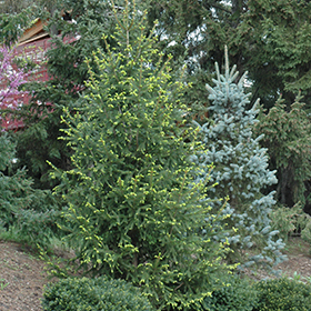 Plant Photo 2