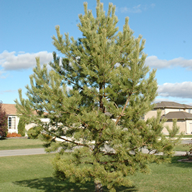 Plant Photo 2