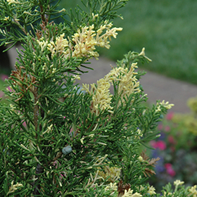 Plant Photo 3