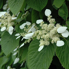 Plant Photo 2