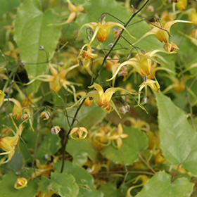 Plant Photo 3