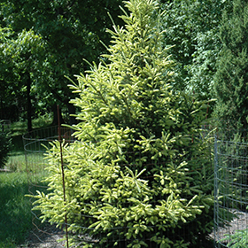 Plant Photo 2