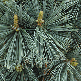 Plant Photo 4