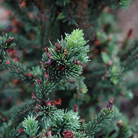 Plant Photo 9
