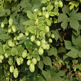 Plant Photo 4