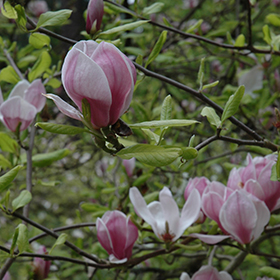 Plant Photo 7