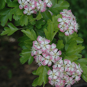 Plant Photo 4
