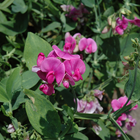 Plant Photo 6