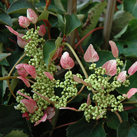Plant Photo 10