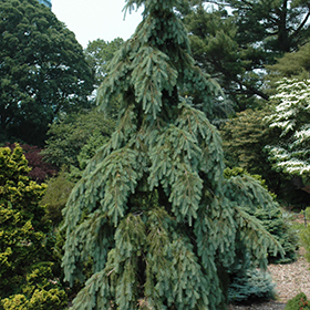 Plant Photo 7