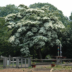 Plant Photo 1