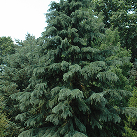 Plant Photo 6
