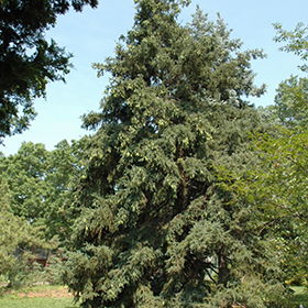 Plant Photo 6