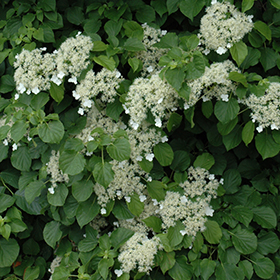 Plant Photo 5