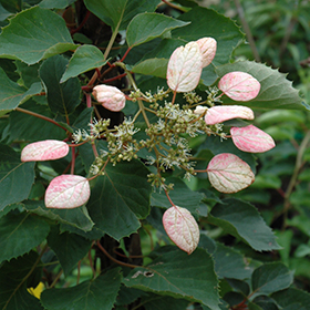 Plant Photo 3