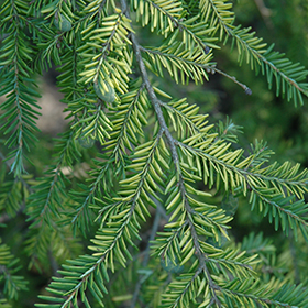 Plant Photo 10