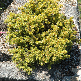 Plant Photo 8