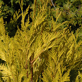 Plant Photo 6