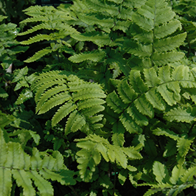 Plant Photo 9