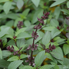 Plant Photo 4