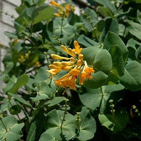 Plant Photo 8