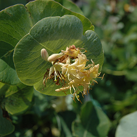 Plant Photo 7