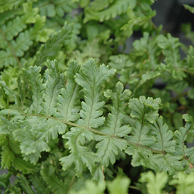Plant Photo 8