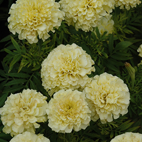 Plant Photo 6