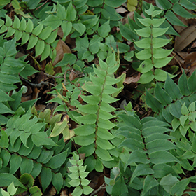 Plant Photo 7