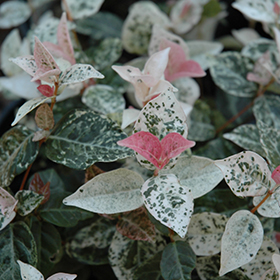 Plant Photo 3