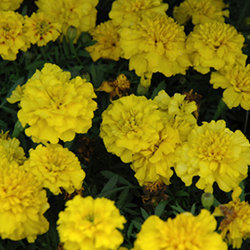 Plant Photo 1