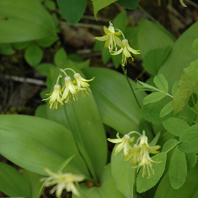 Plant Photo 3