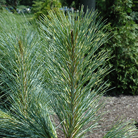 Plant Photo 6