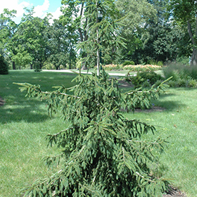 Plant Photo 8