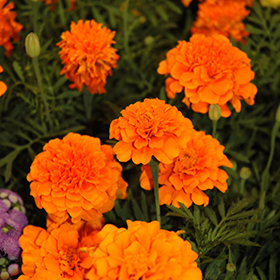 Plant Photo 8