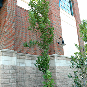 Plant Photo 2