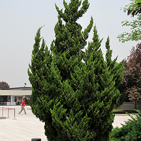 Plant Photo 2