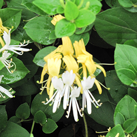 Plant Photo 8
