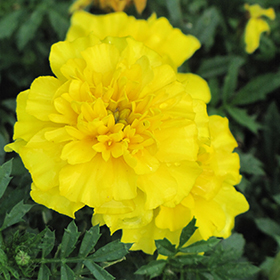 Plant Photo 1