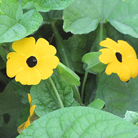 Plant Photo 2
