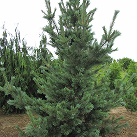 Plant Photo 2