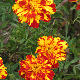 Plant Photo 10